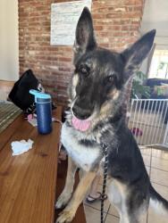 Reunited Female Dog last seen Tonawanda rd, Apple Valley, CA 92307