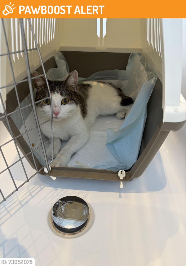 Found/Stray Female Cat last seen Kish Persian Restaurant, Greater London, England 