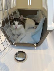 Found/Stray Female Cat last seen Kish Persian Restaurant, Greater London, England 