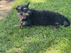Found/Stray Female Dog last seen Silver Creek Park, Harris & Reliance , Bakersfield, CA 93313