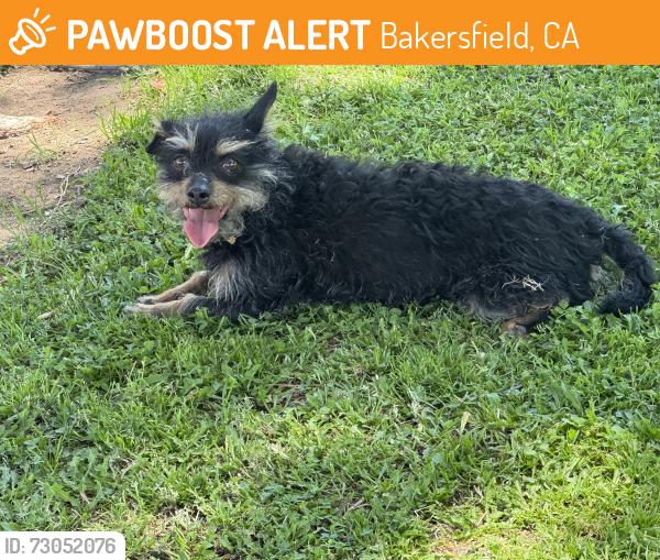 Found/Stray Female Dog last seen Silver Creek Park, Harris & Reliance , Bakersfield, CA 93313