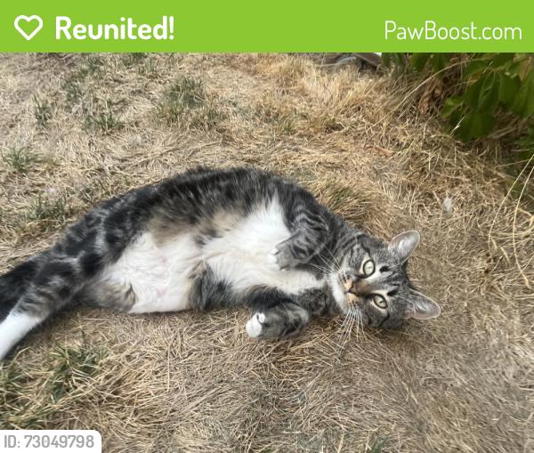 Reunited Female Cat last seen Lone tree golf course , Lone Tree, CO 80124