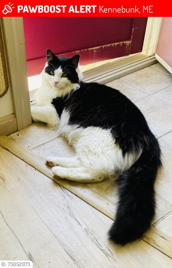 Lost Male Cat last seen Sea Road & Westen Ave, Kennebunk, ME 04043