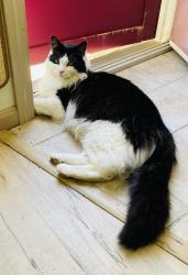Lost Male Cat last seen Sea Road & Westen Ave, Kennebunk, ME 04043