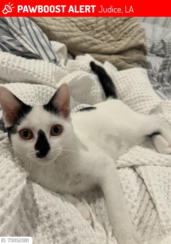 Lost Male Cat last seen Stutes, Lagneaux, Duhon, Judice Area, Judice, LA 70529