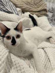 Lost Male Cat last seen Stutes, Lagneaux, Duhon, Judice Area, Judice, LA 70529