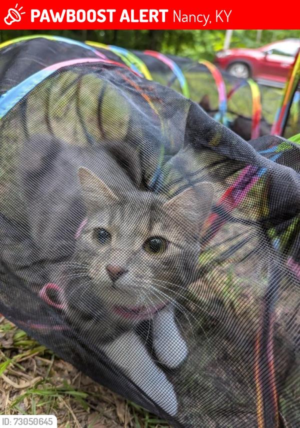 Lost Female Cat last seen Campbell’s Boat Ramp on Lake Cumberland , Nancy, KY 42544