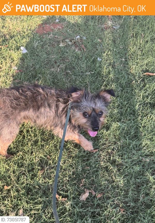 Found/Stray Unknown Dog last seen NW 44th St and Villa ave oklahoma City, Oklahoma City, OK 73112