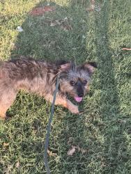 Found/Stray Unknown Dog last seen NW 44th St and Villa ave oklahoma City, Oklahoma City, OK 73112