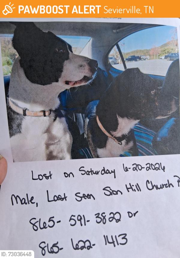 Found/Stray Male Dog last seen Champam hwy, Sevierville, TN 37862