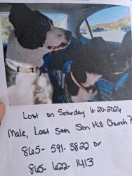 Found/Stray Male Dog last seen Champam hwy, Sevierville, TN 37862