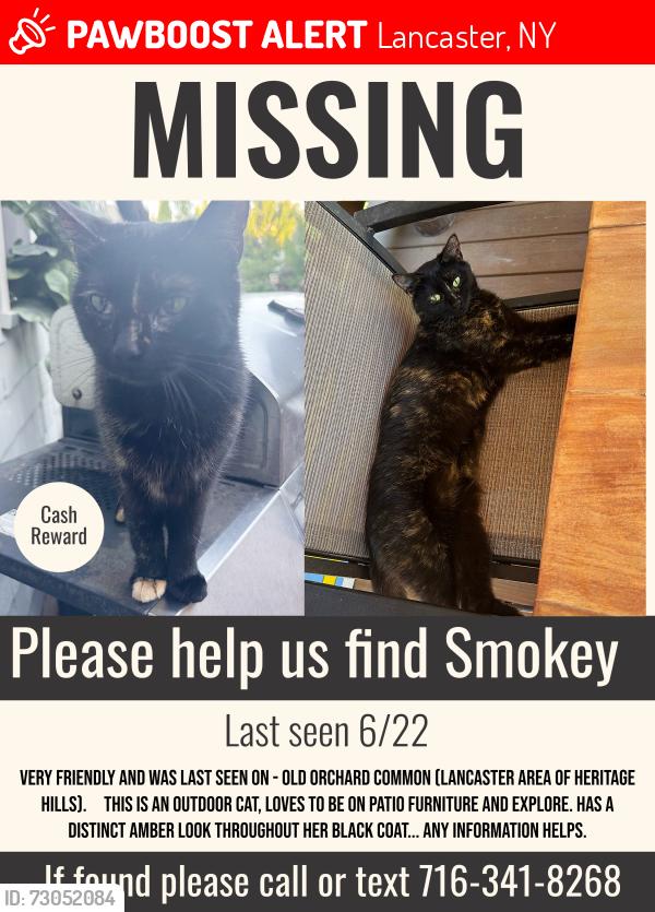 Lost Female Cat last seen Near Old Orchard Common, Lancaster, NY 14086
