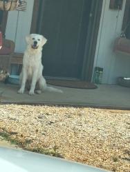 Found/Stray Male Dog last seen Randolph County Animal Shelter, Randolph County, NC 27263