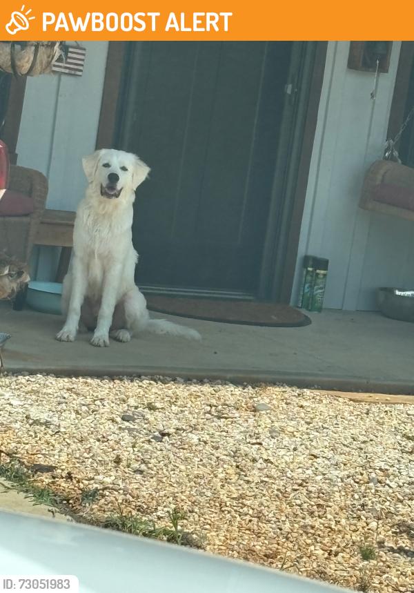 Found/Stray Male Dog last seen Randolph County Animal Shelter, Randolph County, NC 27263