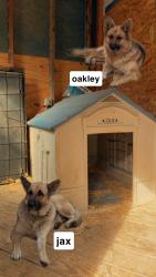 Lost Unknown Dog last seen 215J Alfred Dr, Williamsburg, PA 16693, Williamsburg, PA 16693