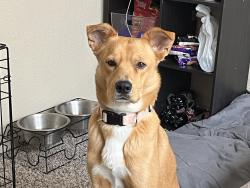 Lost Female Dog last seen Near E Ashley rd, San Antonio, TX 78221