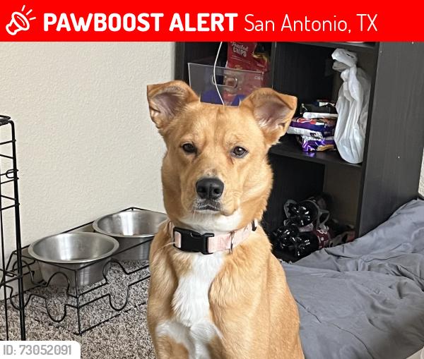 Lost Female Dog last seen Near E Ashley rd, San Antonio, TX 78221