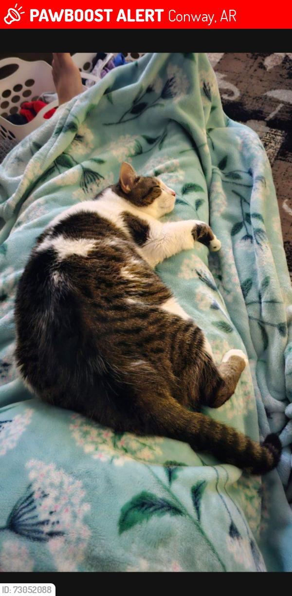 Lost Male Cat last seen Copper cove subdivision, Conway, AR 72034