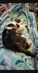 Lost Male Cat last seen Copper cove subdivision, Conway, AR 72034