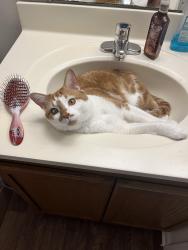 Lost Male Cat last seen The Maple, Inman, SC 29349