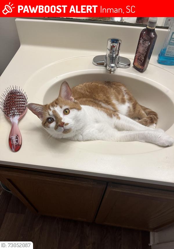 Lost Male Cat last seen The Maple, Inman, SC 29349