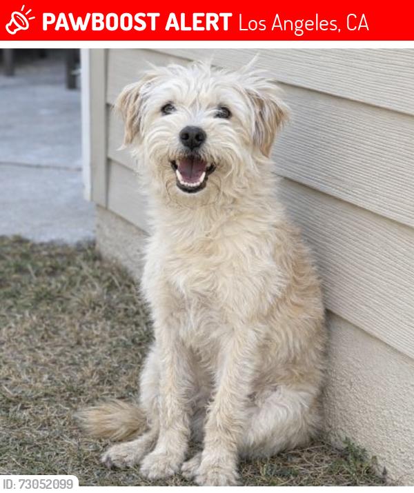 Lost Female Dog last seen 57th street and vermont, Los Angeles, CA 90037