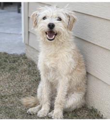 Lost Female Dog last seen 57th street and vermont, Los Angeles, CA 90037