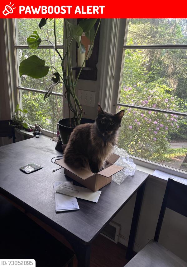 Lost Female Cat last seen NE 184th and 49th PL NE, Lake Forest Park, WA 98155