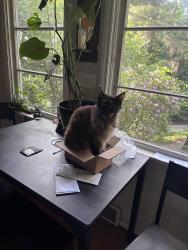 Lost Female Cat last seen NE 184th and 49th PL NE, Lake Forest Park, WA 98155