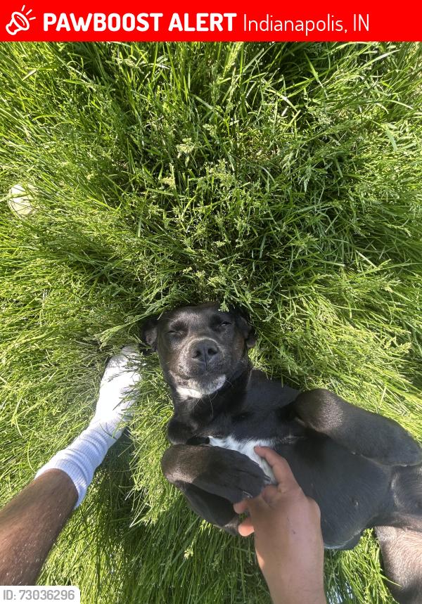 Lost Female Dog last seen Spencer ave , Indianapolis, IN 46219