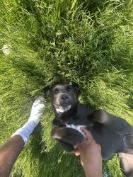 Lost Female Dog last seen Spencer ave , Indianapolis, IN 46219