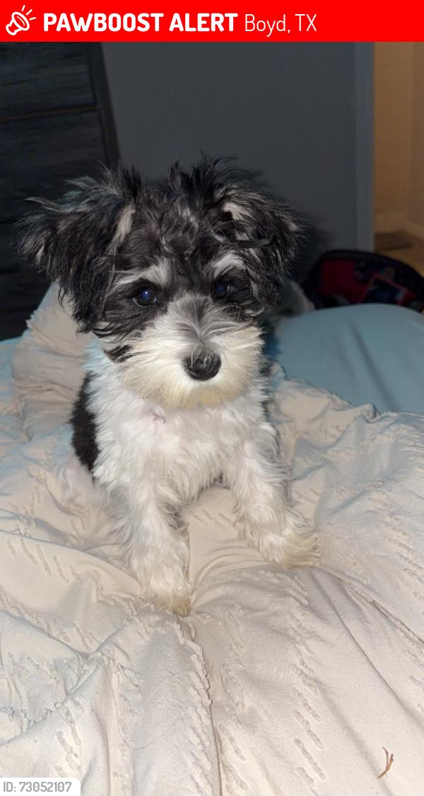 Lost Male Dog last seen Running River Dr, Boyd, TX 76023