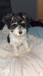 Lost Male Dog last seen Running River Dr, Boyd, TX 76023