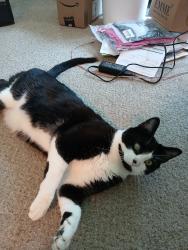 Lost Male Cat last seen Celeste/Shadow Peak St., Caldwell, ID 83607