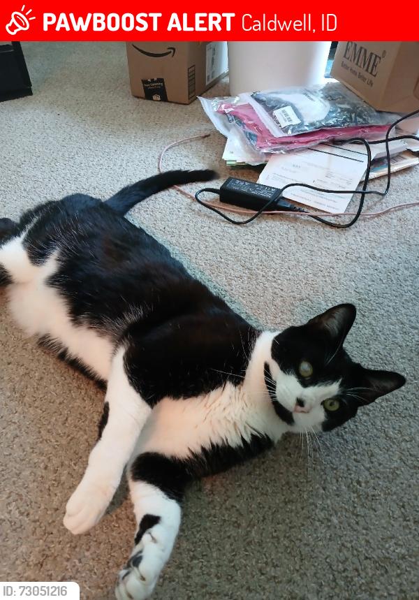 Lost Male Cat last seen Celeste/Shadow Peak St., Caldwell, ID 83607