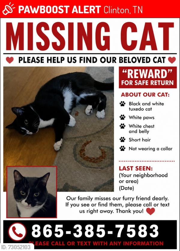 Lost Female Cat last seen Near Willbrook lane , Clinton, TN 37716