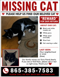 Lost Female Cat last seen Near Willbrook lane , Clinton, TN 37716
