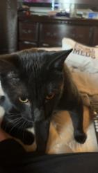 Lost Male Cat last seen La ladera park, Albuquerque, NM 87113