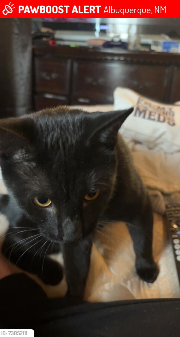 Lost Male Cat last seen La ladera park, Albuquerque, NM 87113