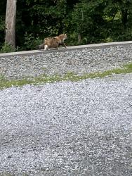 Found/Stray Unknown Cat last seen Woodlawn Estates, Plum, PA 15239