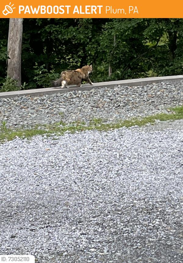 Found/Stray Unknown Cat last seen Woodlawn Estates, Plum, PA 15239