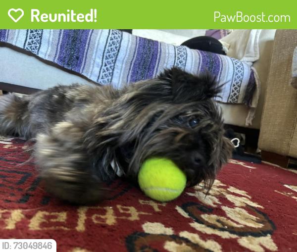 Reunited Male Dog last seen Elwood Smith Park, Rockville, MD 20852