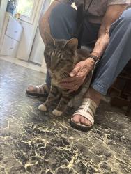 Found/Stray Female Cat last seen Near old charlottes rd. Concord n.c. 28027, Concord, NC 28027