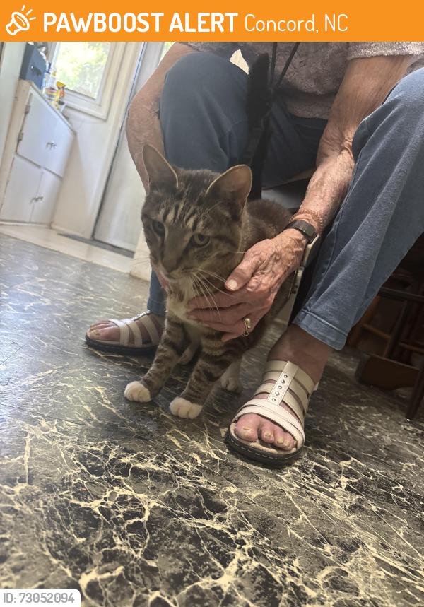 Found/Stray Female Cat last seen Near old charlottes rd. Concord n.c. 28027, Concord, NC 28027