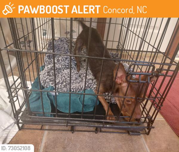 Found/Stray Female Dog last seen Wyoming Drive and Montana Drive, Concord, NC 28027