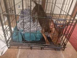 Found/Stray Female Dog last seen Wyoming Drive and Montana Drive, Concord, NC 28027