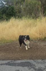 Lost Male Dog last seen Groesbeck hill park, San Jose, CA 95148