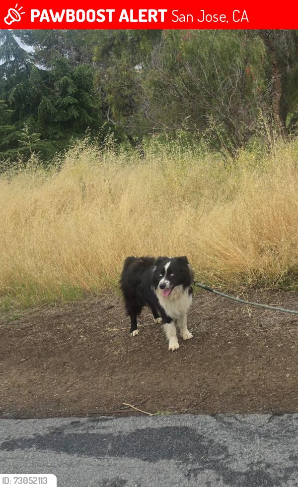 Lost Male Dog last seen Groesbeck hill park, San Jose, CA 95148