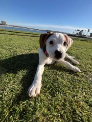 Lost Female Dog last seen Euclid Avenue, San Diego, CA 92105