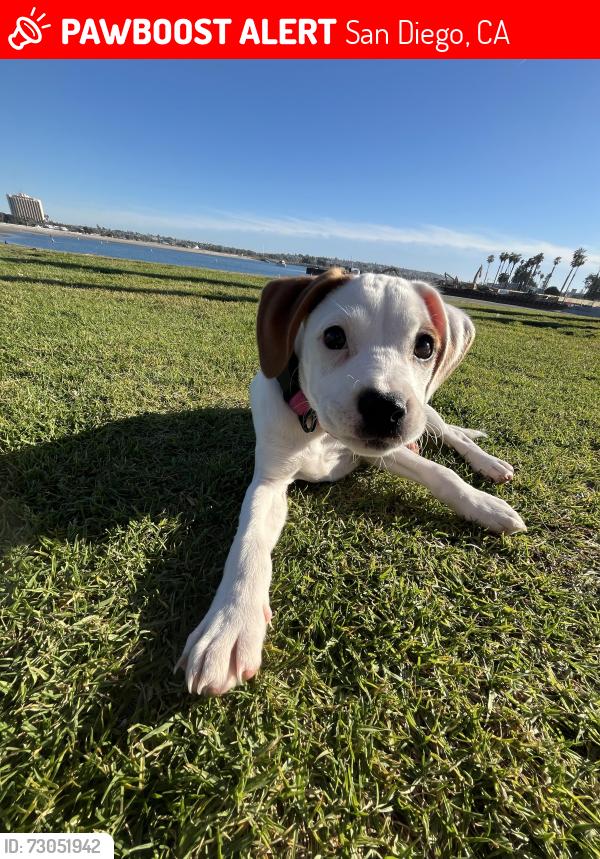 Lost Female Dog last seen Euclid Avenue, San Diego, CA 92105